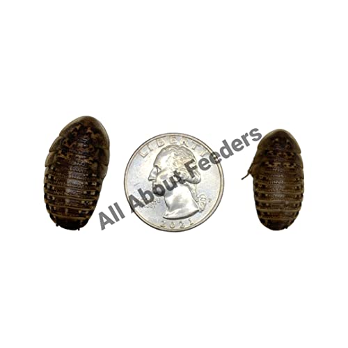 Dubia Roaches 100 Large