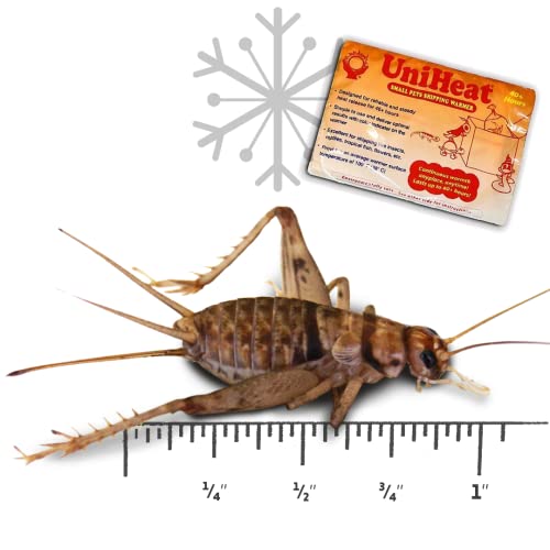 How Often Do You Feed a Adult Tarantula