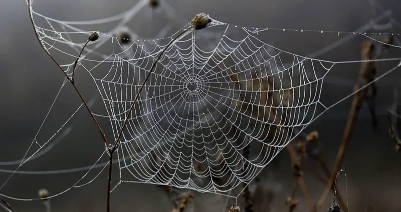 Orb web