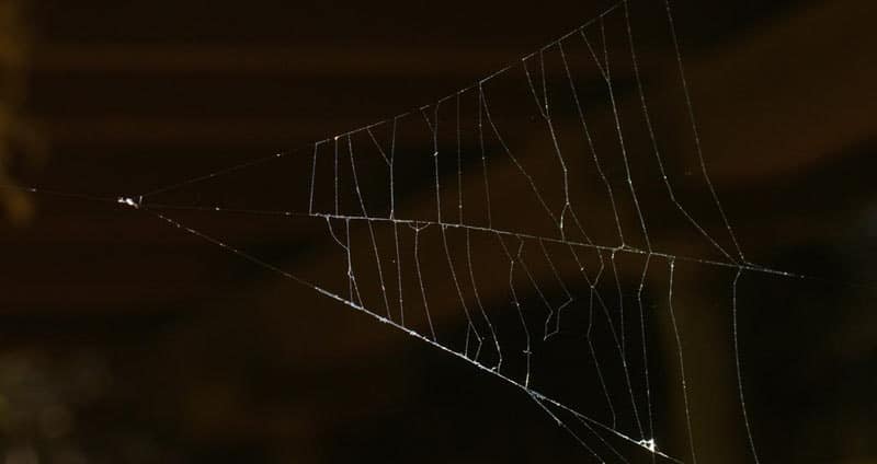 Triangle web