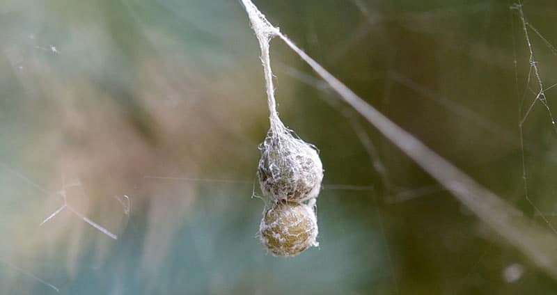 Egg sac