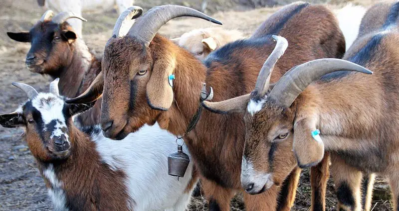 Goat vs. Ram: Differences in Appearance, Habitat, & Behavior Goat vs. Ram: Differences in Appearance, Habitat, & Behavior