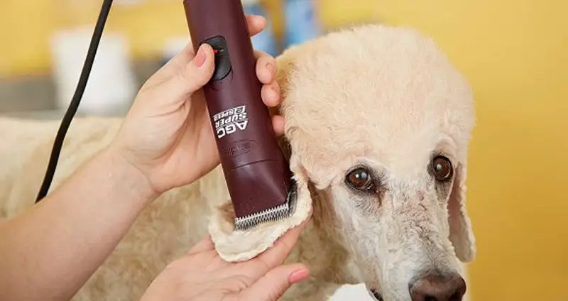 Best Dog Clippers For Easy Hair Trimming