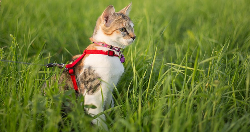 Best Cat Harness For Safe Outdoor Adventures
