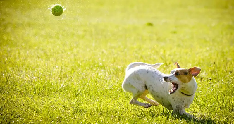 Best Dog Ball Launchers For Endless Hands-Free Fun