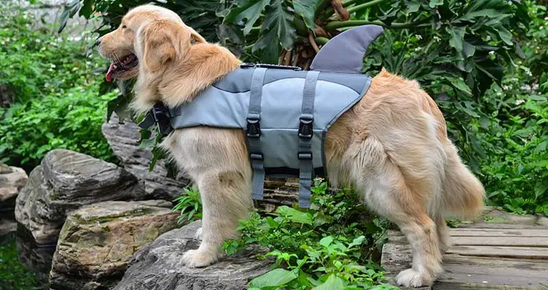 Best Dog Life Jacket For Safety & Effectiveness