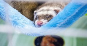 Ferret sleeping in hammock