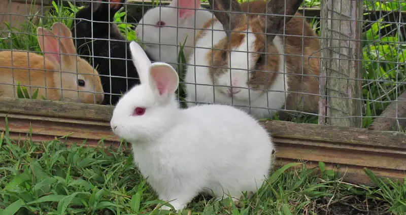 Best Rabbit Hutches For Comfort & Safety