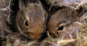 Best rabbit bedding