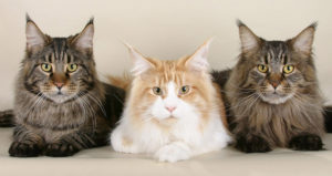 Best litter box for multiple cats