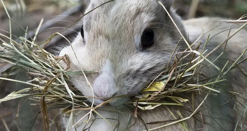 Best rabbit hay