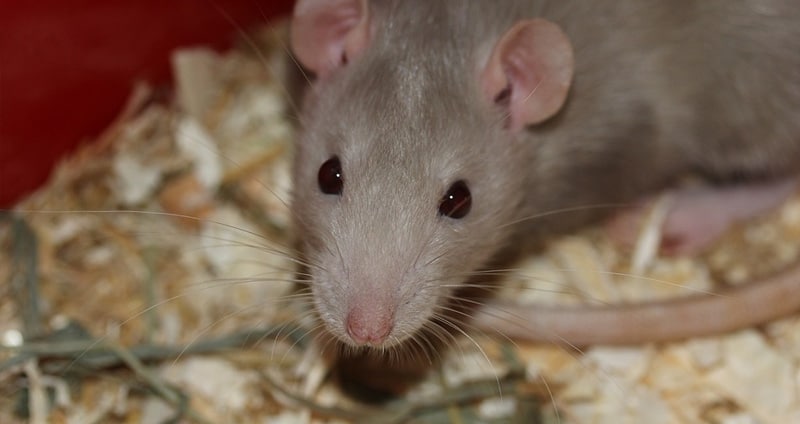 Best Rat Bedding For Comfort & Cleanliness