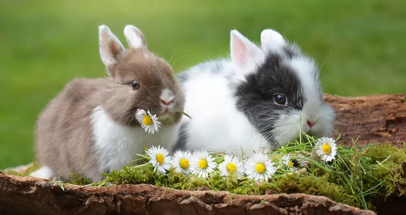 Best Rabbit Treats For A Healthy Bunny Reward