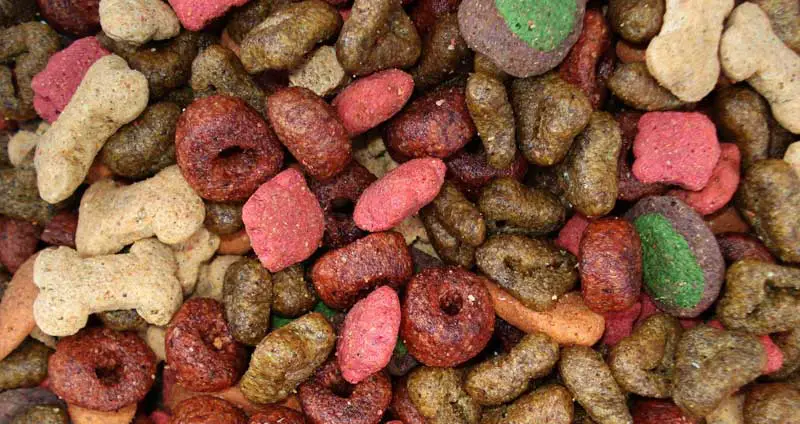 Can ferrets eat dog food