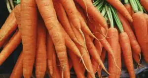 Can gerbils eat carrots