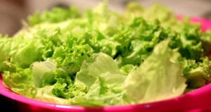 Can gerbils eat lettuce