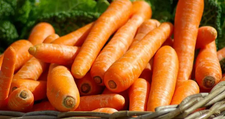 Can hamsters eat carrots
