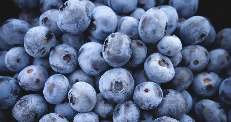 Can Hamsters Eat Blueberries?