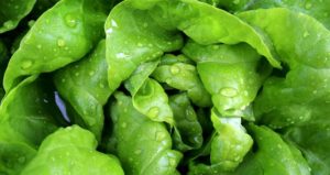 Can hamsters eat lettuce