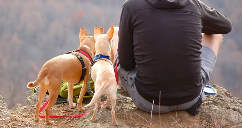 Hiking with small dogs