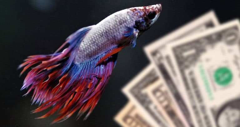 How much does a betta fish cost