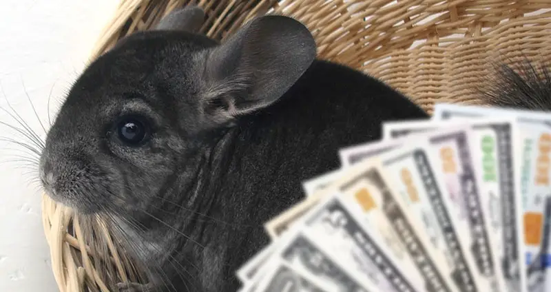 How Much Does A Chinchilla Cost? (2023 Cost Breakdown)
