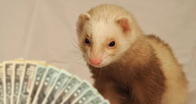 How much does a ferret cost