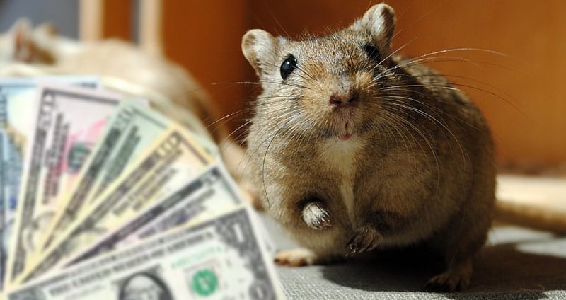 How much does a gerbil cost