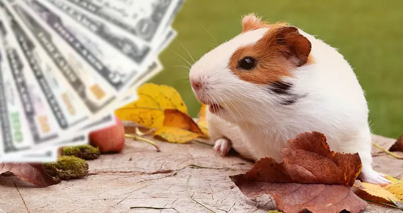 How much does a guinea pig cost