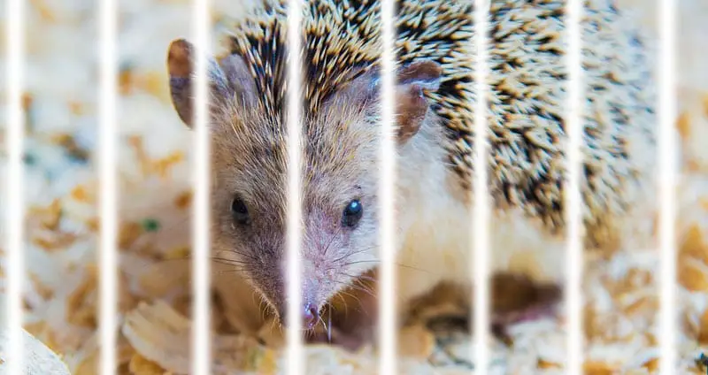 Best hedgehog cage