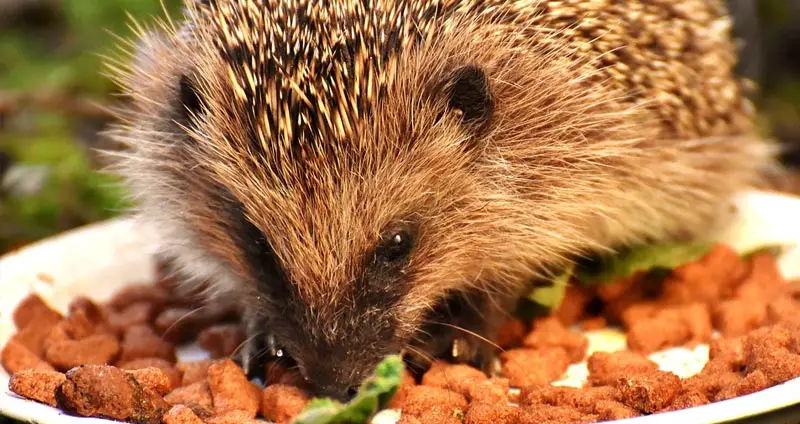 The 5 Best Cat Foods For Hedgehogs Our 1 Pick For 2020‎