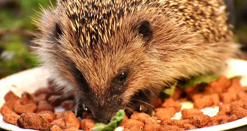 Best hedgehog food