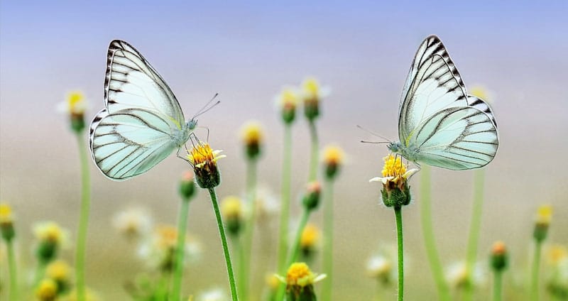 Butterfly quotes