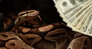 How much does a ball python cost