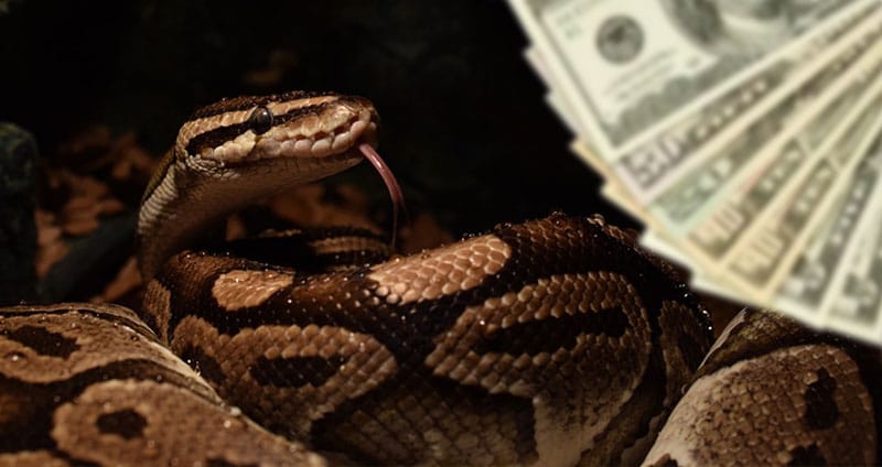 How Much Does A Ball Python Cost? (2023 Cost Breakdown)