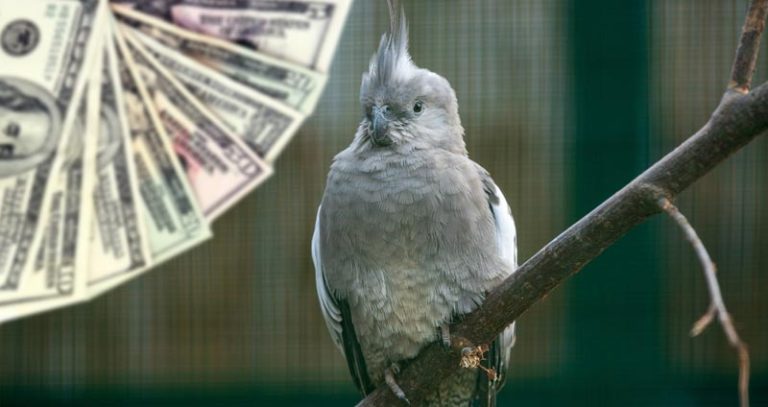 How much does a cockatoo cost
