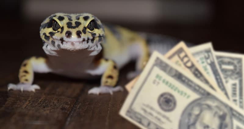 How much does a leopard gecko cost