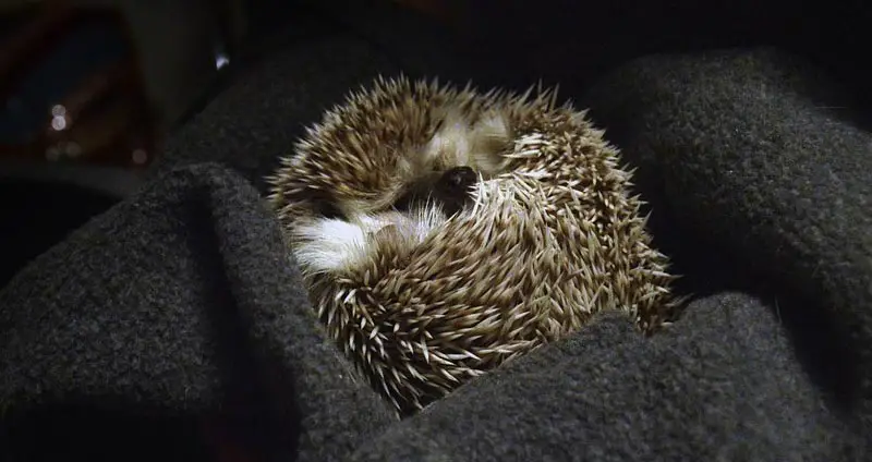 Best Hedgehog Bedding For Cleanliness & Comfort