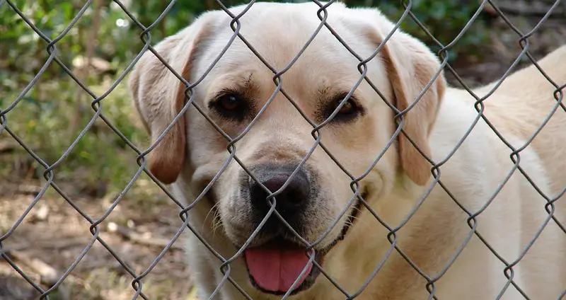 Shelter dog behind fence