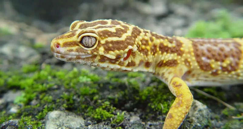 Best Leopard Gecko Substrates For Cleanliness & Comfort