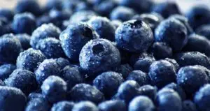 Can gerbils eat blueberries