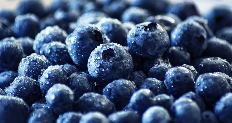 Can Gerbils Eat Blueberries?
