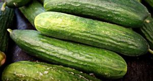 Can gerbils eat cucumber