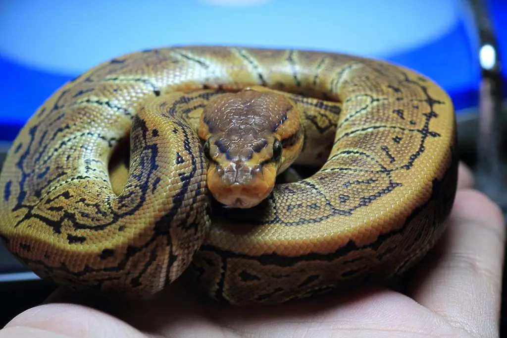 Ball Python Morphs – 26 Morph List, Pictures & Descriptions