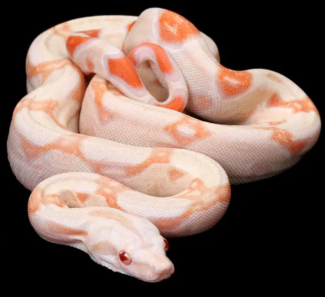 Boa Constrictor Morphs – 19 Morph List, Pictures & Descriptions