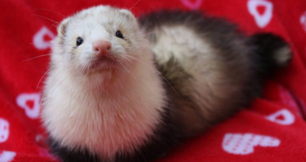 Angora Ferret 101: The Ultimate Care & Fact Guide | Beyond The Treat