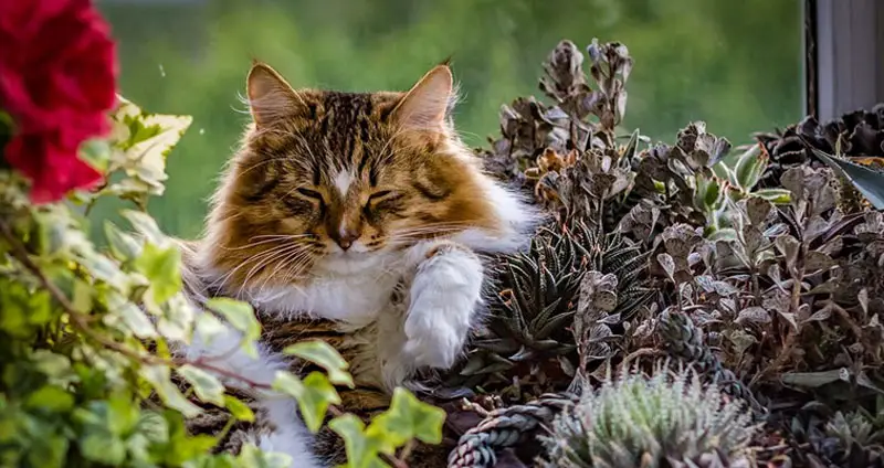 Are Succulents Poisonous To Cats? [7 Succulents To Avoid]