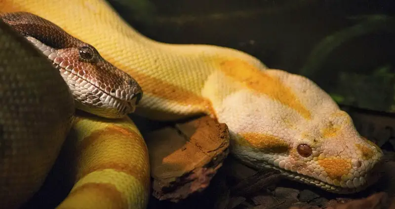 5 Most Unusual Boa Constrictor Morphs You Have to See to Believe