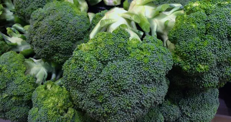 Can Gerbils Eat Broccoli?