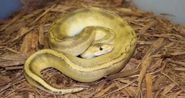 Champagne Ball Python – Genetics, History, & Pictures | Beyond The Treat